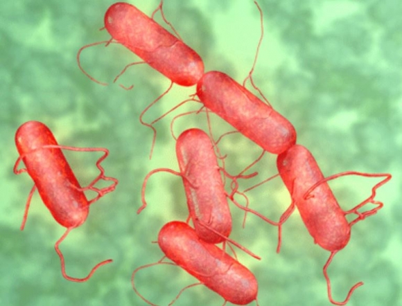 Salmonella baktérium - Képek forrása - Laboratorium.hu